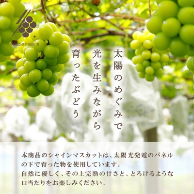 【先行受付2026年発送】 シャインマスカット 2～3房(計約1.2kg)【訳あり】【配送不可地域：離島・沖縄県】