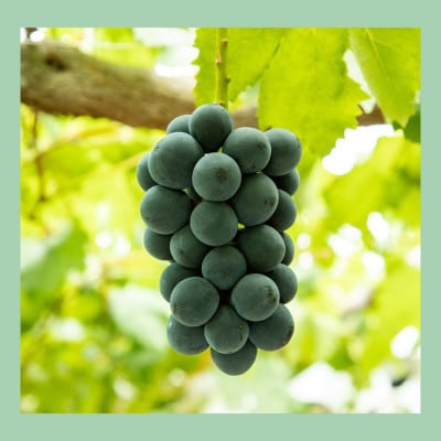 山梨 はぎふる【数量限定】あらしぼり 桃ジュース・ぶどうジュース 各1本