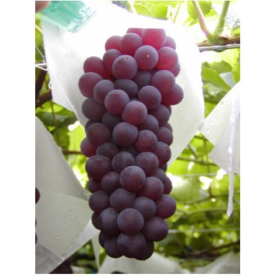 山梨市産ハウスデラウェア  1kg (6～9房)【配送不可地域：離島】