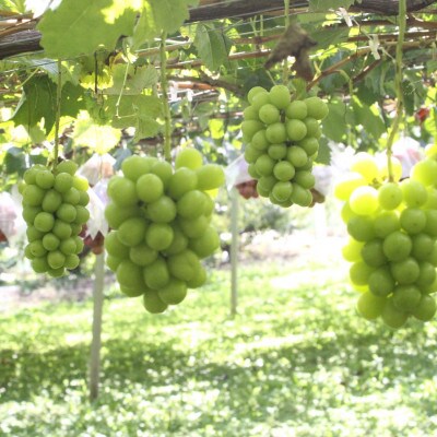 【2026年先行受付】11月発送「牧丘天空初霜シャインマスカット」約1kg(2～3房)【配送不可地域：離島】