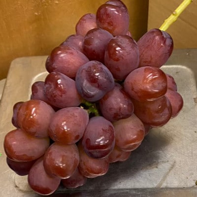 【本場山梨の希少品種】見つけたらラッキーなかなかお目にかかれない富士の輝約2kg9月中旬より発送【配送不可地域：離島】