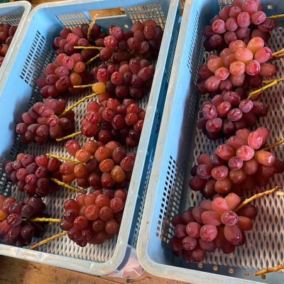 【本場山梨の希少品種】残りわずかこれを逃せば1年待ち富士の輝 約2kg 2026年9月下旬より発送【配送不可地域：離島】