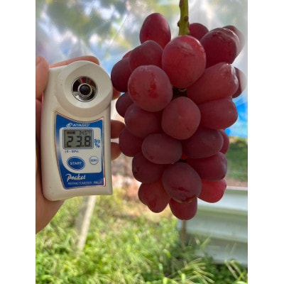 【甲州戦国高級ブランド葡萄】圧倒的人気トップ7食べ比べガチャセット約1kg2種　2026年予約【配送不可地域：離島】