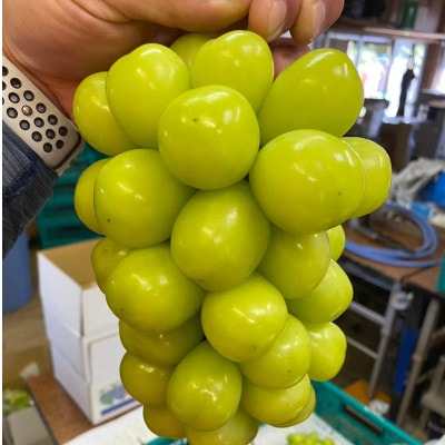 【甲州戦国高級ブランド葡萄】圧倒的人気トップ7食べ比べガチャランダムセット約2kg　2026年予約【配送不可地域：離島】