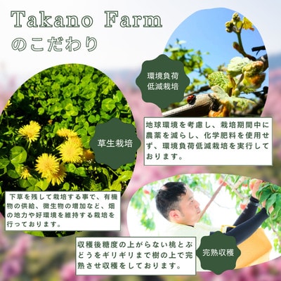 【2026年先行予約】【贈答用】完熟収穫桃 約1kg 山梨県産 自社農園産直!【配送不可地域：離島】