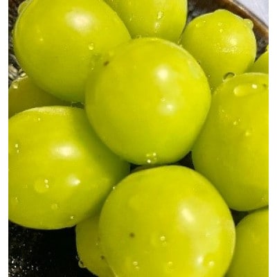 【2026年先行受付】皮ごと食べられるぶどう3色詰め合わせ 約1kg(3房)【配送不可地域：離島】