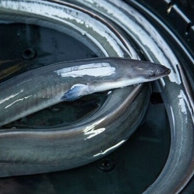 うなぎ肝焼き(60g×8袋)【配送不可地域：離島】