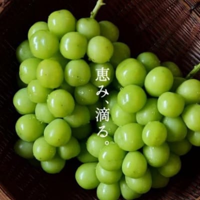 SINKA-真果-(シャインマスカット スパークリングワイン)1本