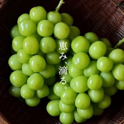 SINKA-真果-(シャインマスカット スパークリングワイン)2本セット