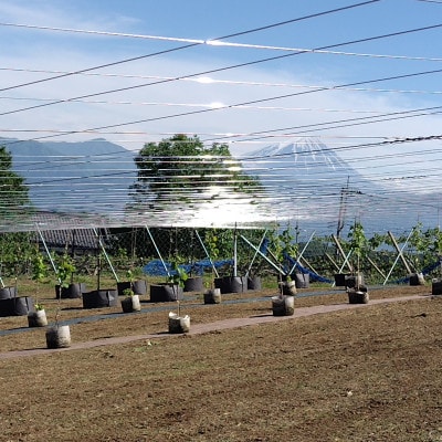 【山梨市牧丘】シャインマスカット体験型ぶどう苗木オーナー権利【1年間】