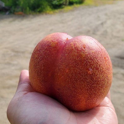 【今しか食べられない初物マンゴーネクタリン】脳内に直接響く圧倒的糖度 6月下旬より順次発送 約1kg【配送不可地域：離島・北海道・沖縄県・中国・四国・九州】