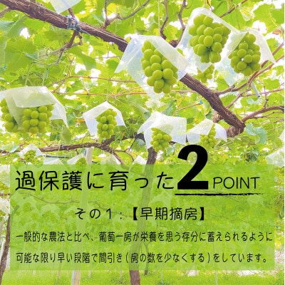 《2026年発送　先行受付》朝もぎ直送!!過保護に育った葡萄『おまかせ3種』3～6房(約2kg)【配送不可地域：離島】