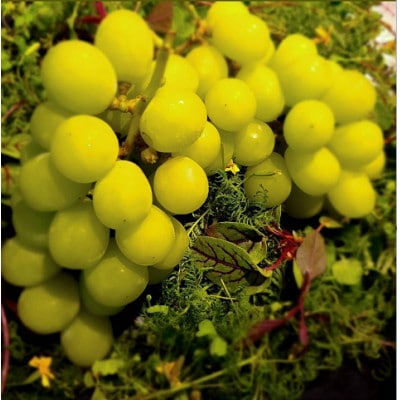 【海外ミシュラン御用達】先着100箱限定『樹上完熟シャインマスカット』5年連続メディア出演小野桃園【配送不可地域：離島】