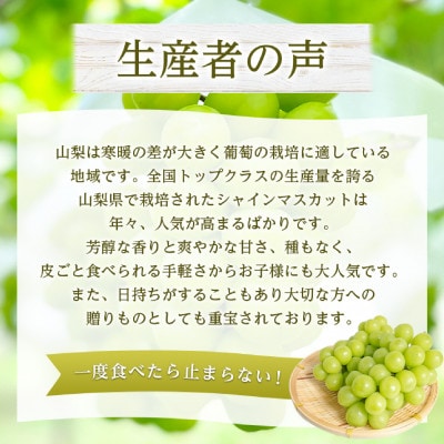 2026年発送　シャインマスカット1房(約500g)【配送不可地域：離島・沖縄県】