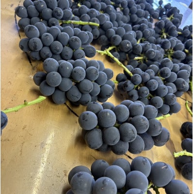 【2026年先行受付】巨峰2～3房(約1.5kg)【配送不可地域：離島】