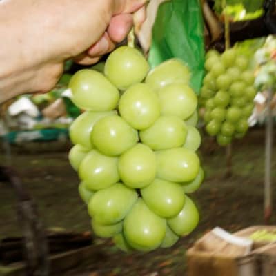 【2026年先行】数量限定ぶどう三色セット(クインニーナ、シャインマスカット、ピオーネ)2kg【配送不可地域：離島】