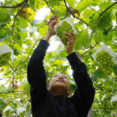 先行予約　2026年発送分　山梨県 山梨市　安心のクール便発送　シャインマスカット 1kg 　2房【配送不可地域：離島・沖縄県】