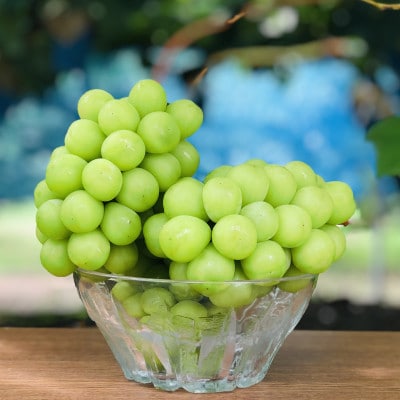 【2026年先行受付】訳あり!生産者直送シャインマスカット 計1kg【味には妥協なし!】【配送不可地域：離島】