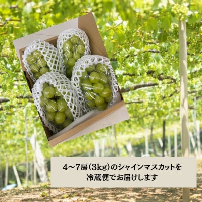 【2026年先行受付】やみつきシャインマスカット 3kg(4～7房)【配送不可地域：離島】