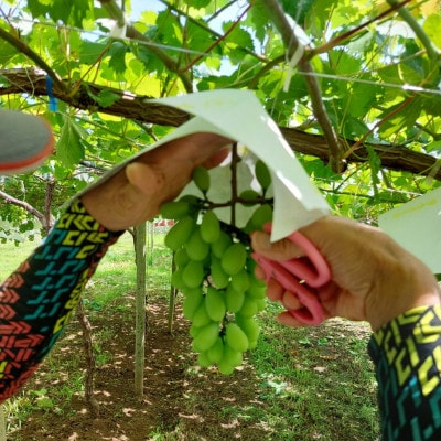 【2026年発送】サンシャインレッド＆シャインマスカット 贅沢2色食べ比べ 計1kg 【農福連携】【配送不可地域：離島】