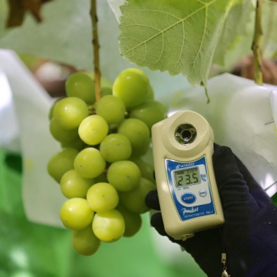 【2026年先行予約】2026年10月中旬発送「牧丘天空の丘シャインマスカット」約1kg(2～3房)【配送不可地域：離島】