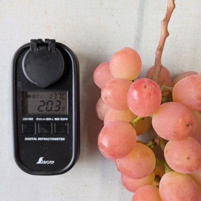 【2026年先行受付】牧丘天空ブランド山梨オリジナル品種サンシャインレッド【配送不可地域：離島】