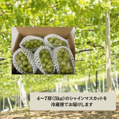 【2026年先行受付】大人気! シャインマスカット秀 3kg(4～7房)【配送不可地域：離島】