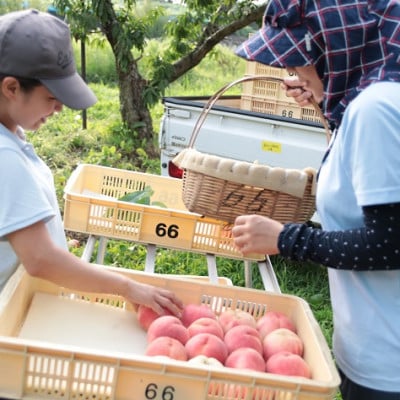 【心ばかりのお礼品】ヤマシタの桃ごごち×2本・葡萄ごこち×1本　計3本入(もも飲料/ぶどうジュース)