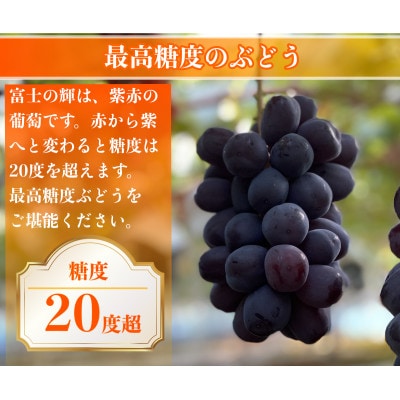 【2026年先行予約】サンシャインレッド 富士の輝 シャインマスカット 2kg 3房(各1房)【配送不可地域：離島】