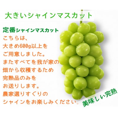 【2026年先行予約】サンシャインレッドとシャインマスカット　美味しい訳あり計1kg詰め合わせ【配送不可地域：離島】