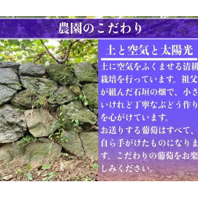 【2026年先行予約】富士の輝 計600g 1房 山梨県産【配送不可地域：離島】
