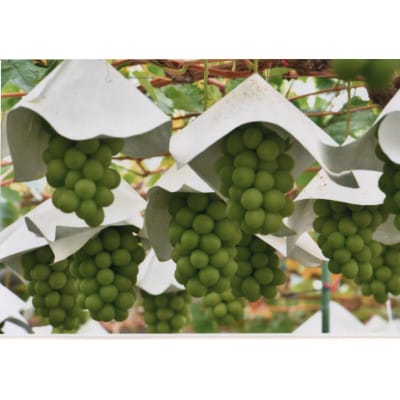 【2026年発送　先行受付】山梨直送!!シャインマスカットと黒系ぶどう　2房(1.2kg以上)【配送不可地域：離島・沖縄県】