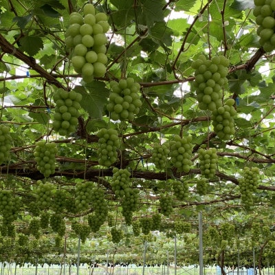 【2026年発送　先行受付】山梨直送!!シャインマスカット 2～3房(1.2kg以上)【配送不可地域：離島・沖縄県】