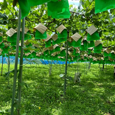 【2026年発送】【訳あり】山梨市産シャインマスカットつぶつぶ 1kg【配送不可地域：離島・沖縄県】