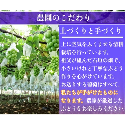 【2026年先行予約】シャインマスカット 1房 800g 小さな農家のこだわりシャイン【配送不可地域：離島】