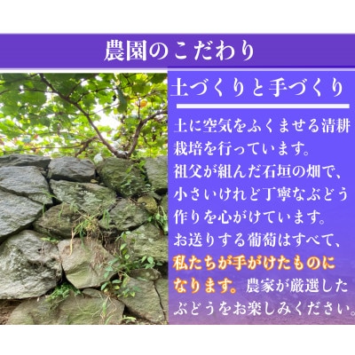 【2026年先行予約】小さな農家の丁寧シャインマスカット計1kg2房入り【配送不可地域：離島】