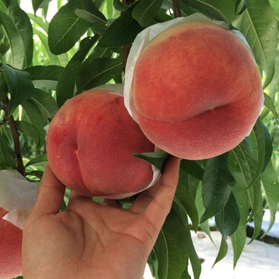 【むっちり高糖度夏の甘味王　嶺鳳】本場山梨の品種指定約2kg　7月上旬より順次発送【配送不可地域：離島・北海道・沖縄県・中国・四国・九州】