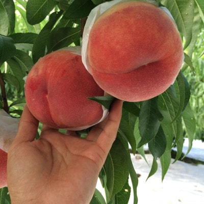 【大玉の王道ハード系 　川中島白桃】本場山梨の品種指定約2kg　7月下旬より順次発【配送不可地域：離島・北海道・沖縄県・中国・四国・九州】