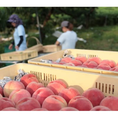先行受付!【2026年7月発送開始】桃の産地山梨からお届け　ピーチ専科ヤマシタの桃　3kg【配送不可地域：離島】