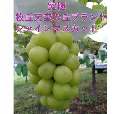 【2026年先行受付】超希少　牧丘天空の丘ブランド「シャインマスカットファミリーバラエティーセット」【配送不可地域：離島】