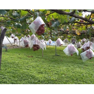 【2026年先行受付】「牧丘天空の丘ブランド　巨峰+クイーンニーナ」約1kg(2～3房)【配送不可地域：離島】