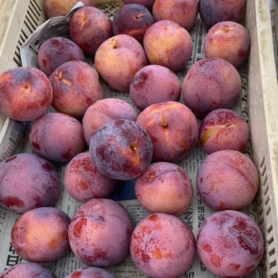 【先行受付】訳ありプラム(すもも) 約1.2kg(6～12個)【配送不可地域：離島】