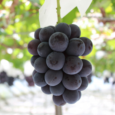 【2026年発送分先行受付】山梨産 巨峰(種無し) 2房 約1kg 化粧箱入り【配送不可地域：離島・沖縄県】