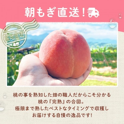 《2026年発送　先行受付》桃 『白桃系さくら』 約2kg 5～8玉 朝もぎ 直送! 選び抜かれた桃【配送不可地域：離島】