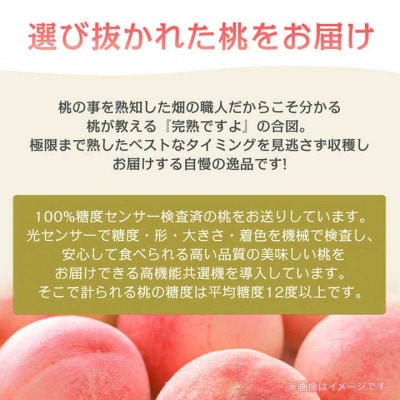 《2026年発送　先行受付》桃 『白鳳系』 約2kg 5～8玉 朝もぎ直送! 選び抜かれた桃【配送不可地域：離島】