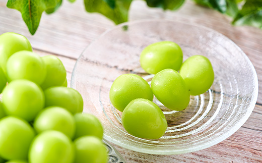 【2026年先行受付】やみつきシャインマスカット 1.5kg(3～4房)【配送不可地域：離島】