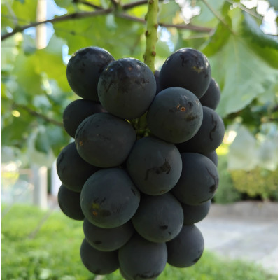 【2026年先行受付】2026年9月中旬発送「幻の牧丘天空の丘キング巨峰」 約1kg(2～3房)【配送不可地域：離島・沖縄県】