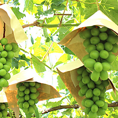 【2026年発送 先行受付】山梨市 シャインマスカット(約2kg)3～5房入り 化粧箱入り【配送不可地域：離島・沖縄県】