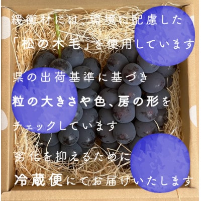 【2026年発送分先行受付】巨峰ぶどう(種なし) 　2房　1kg 以上　産地直送　山梨県山梨市牧丘産【配送不可地域：離島・沖縄県】