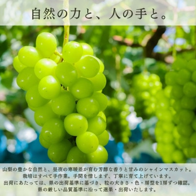 【2026年発送 先行受付】ご家庭用シャインマスカット 3房～4房1.1kg以上 山梨県 山梨市産【配送不可地域：離島】